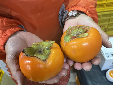 １週間限定販売！【西果樹園の富有柿】８個