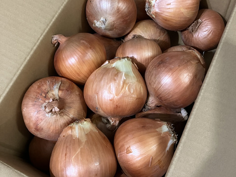玉ねぎ6kg🅱️🧅淡路島極熟玉葱　シャーロットオニオン　玉ねぎ大国淡路島からのたまねぎ
