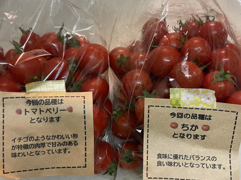 【食べ比べ 】食卓に笑顔を　ハートの様な形のトマトベリー＆ミニトマトのセット 1.5kg【千葉県旭市産】【トマト食べ比べ】