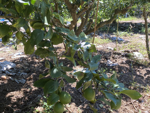 愛媛県産　瀬戸内　栽培期間中農薬不使用　国産　レモン　2kg（箱込み）