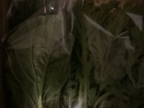 Lサイズ ＊旬野菜セット(約10~11品)【農薬：栽培期間中不使用】