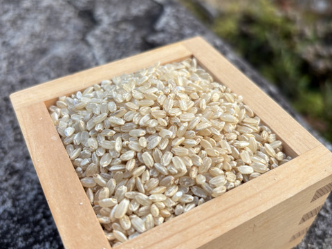 令和7年産　日本晴　玄米　15kg