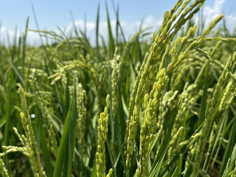 新米‼︎福岡県の美味しいお米！！10キロ