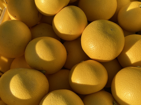 紀の川八朔　優品L〜２L寸↑ 5kg箱込み　ハズレなし！！