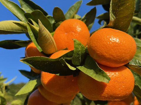 蔵出し芳醇☆青島みかん（5㎏）