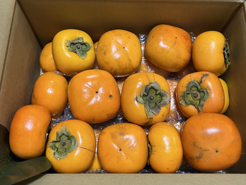 秋来る　たねなし柿（箱込み５kg以内・２４～ ３０個入り）※ご家庭用