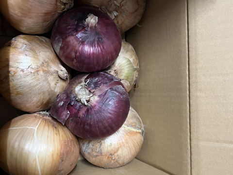 大きい3.8kg🧅新玉ねぎ🧅淡路島極熟玉葱　今が旬‼️ 特別栽培農産物　シャーロットオニオン