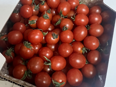 プチッと弾ける果汁🍅特別栽培「宮トマト」１㎏