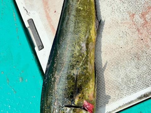 本日限定‼️１匹丸々！約4k徳島宍喰産シイラ！白身魚のフライや干物によく使われてます！