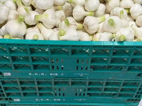 【旬のフレッシュ生ニンニク】期間限定　3kg