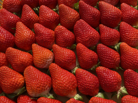 【赤のキセキ】〜苺から小玉すいかへ。季節が交差する、7日間だけの限定セット〜