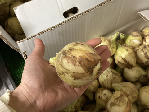 潮風育ち最終小玉新玉ねぎ1.5kg７００円15セット限定販売　【7セットまで送料そのまま同梱OK、せとか　ヒジキ　常温品は送料アップなし！！】【すぐ発送1５セットのみ売切れ終了】