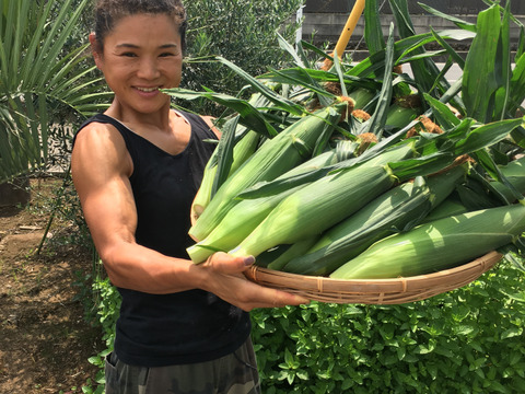 今シーズン最終販売！極甘スイートコーン♥ドルチェドリーム9本入りLLサイズ、クール便