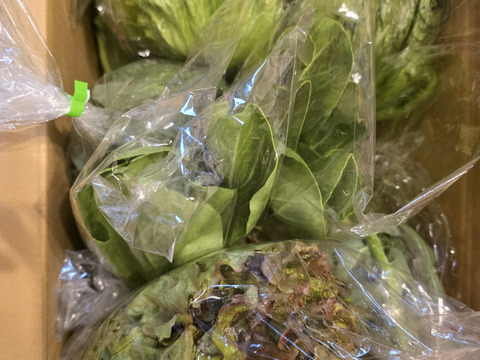 淡路島　野菜セット