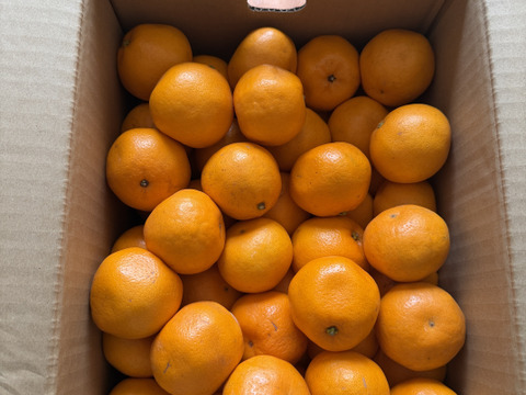 【 訳ｱﾘ小玉！】🍊高糖度 果肉プリプリ♪甘みと香り豊かな はるみ 5kg【数量限定／果汁じゅわっ】短い旬に楽しむ特別柑橘！