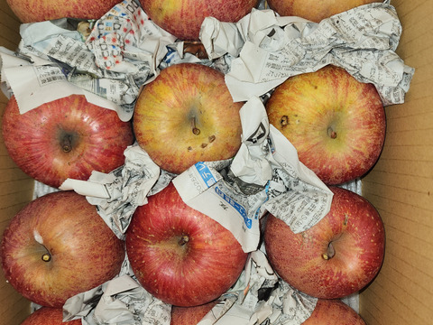 まるせい果樹園のサンふじ　訳あり　自家用　家庭用　6キロ　rf8