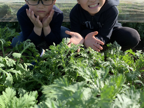 【アースデー企画】旬の訳あり野菜セット※おススメレシピ付き‼