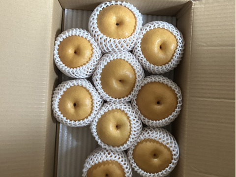 本日最終!【農薬節減】もぎたて!! 梨 訳あり 豊水 5kg(10〜16玉) ご自宅用に!! 5キロ 家庭用