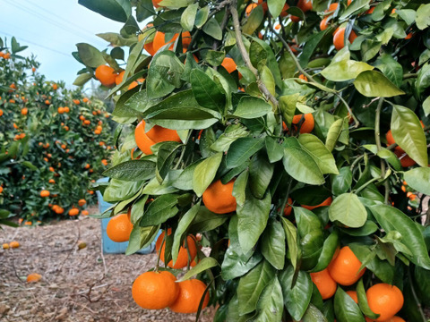 ミカン 八幡浜産 温州みかん 小玉 3kg【C96-4】 | 愛媛県八幡浜市