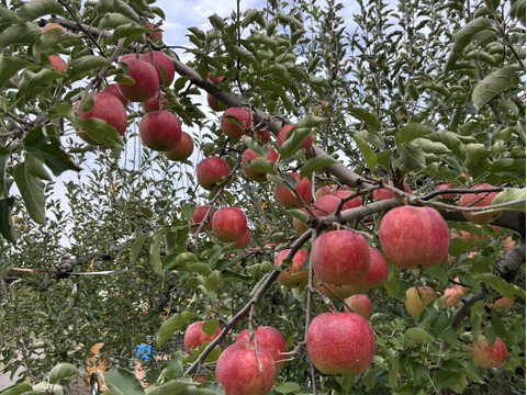 【人気品種】サンジョナゴールド🍎約3キロ 8〜11玉《家庭用》ID164802