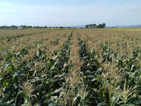 【期間限定】ベビー＆スイートコーン食べ比べセット【ドルチェドリーム】