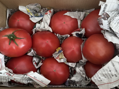 毎食トマト！バクバク食べちゃう栄ちゃんトマト　大きめ3キロ入り