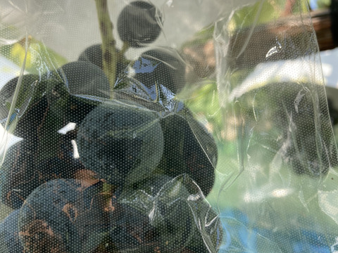 家庭用訳ありナガノパープル　1.2キロ2-4房入　農薬半減栽培　ぶどう