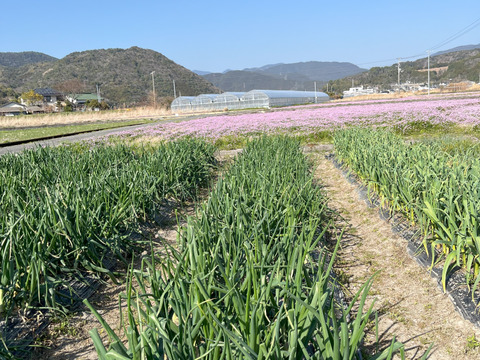 新玉ねぎ   9.5㎏