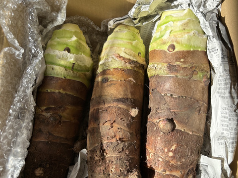 お正月用❣️京芋 (タケノコいも) 4kg