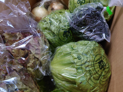 淡路島レタス、６玉