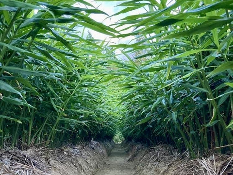 キリッと香りが良い！生姜0.5kg（糸島産・農薬＆化学肥料不使用）