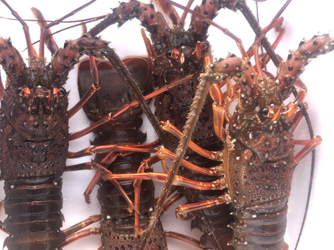 【活き】伊勢海老中サイズ4匹　1kg以上