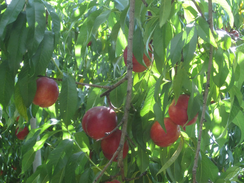 ネクタリン「メイファイア」ご好評販売中！！家庭専用訳あり　ただいま収穫発送中。2.4キロ前後