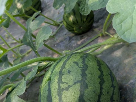 黒皮大玉すいか　6〜8Kg