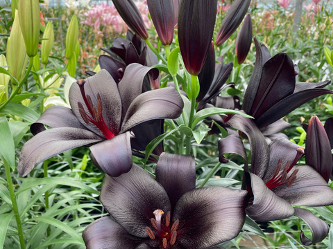 ★食べチョク初登場★予約販売★【簡易包装】■ブラックシップ5本束■　TAユリ➡トランペット&アジアティックの掛け合わせ！！弊社初栽培品種！！