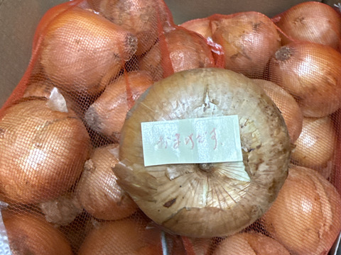 甘くみずみずしい ❣❣ 九十九里産 新玉ねぎ 4Kg (除草剤不使用） S