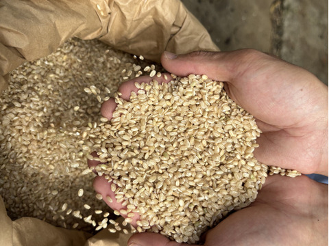 【採れたて新鮮たまご】平飼い養鶏卵『Bon-TAMA』M~Lサイズ・30個入り