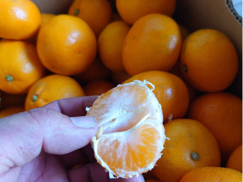 残りわずか・・・愛媛県西宇和産【真穴みかん】10kg　西宇和みかん