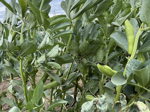 湘南産朝採れそら豆1.5キロ