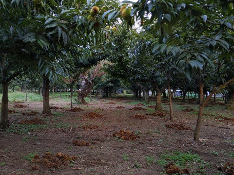 【新鮮生栗　無殺虫処理】栗の女王　人丸　2L(1kg)