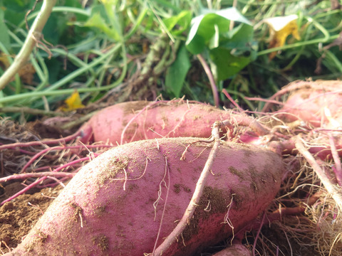 【熟成べにはるか】蜜たっぷり・しっとり甘い🍠焼き芋に最適！S〜Lサイズ混合／5kg／土付き