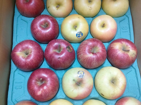 家庭用りんご3品種詰め合わせ5キロ