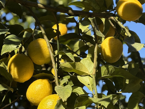 「【敬老の日ギフト】」♬レモン果汁（150ml×2）ジャバラ果汁（720ｍl×1）