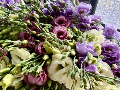 【６本／トルコキキョウ】柔らかな色合いと、上品な花姿が魅力のトルコキキョウ。蕾つき！産地直送、プレゼントOK!仏花にもオススメ！