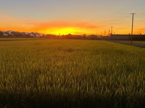 令和5年産　山形県産　つや姫　5kg  お米　5kg