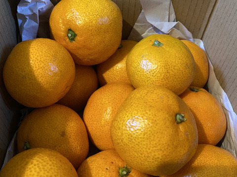 【おひとり様にオススメ】S~Mサイズ2kg とみ子ばぁばの宮川早生みかん　＜有田産>【朝市限定】