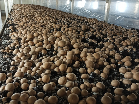 料理王国100選2024"優秀賞"に選出★【八幡平マッシュルーム ブラウン】 9パック