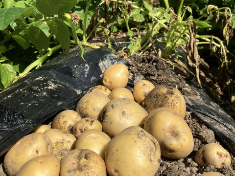 キタアカリ 小粒（60g以下）｜皮ごと楽しめるミニじゃがいも：徳島県産