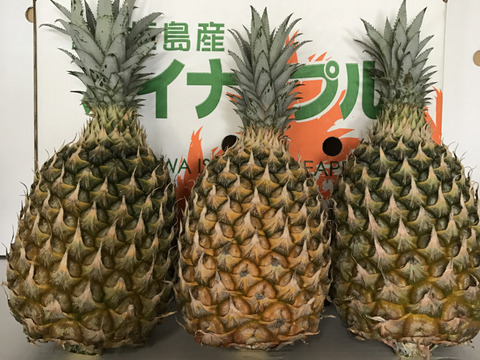 沖縄県石垣島産規格外スナックパイン3個：沖縄県産のスナック