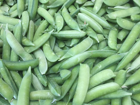 超短期間！【なにわの伝統野菜】強い甘みが特徴の碓井豌豆（うすいえんどう）3kg